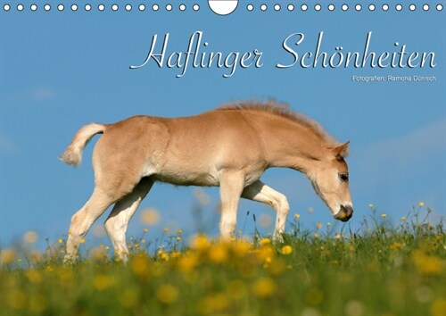 Haflinger Schonheiten (Wandkalender 2019 DIN A4 quer) (Calendar)