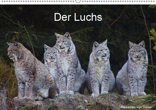 Der Luchs (Wandkalender 2019 DIN A2 quer) (Calendar)