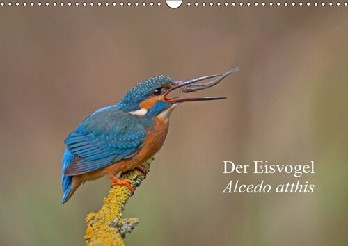 Der Eisvogel - Alcedo atthis (Wandkalender 2019 DIN A3 quer) (Calendar)