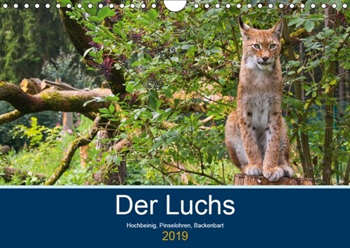 Der Luchs - Hochbeinig, Pinselohren, Backenbart (Wandkalender 2019 DIN A4 quer) (Calendar)