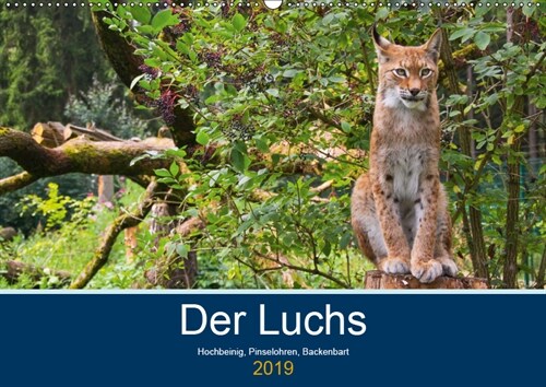 Der Luchs - Hochbeinig, Pinselohren, Backenbart (Wandkalender 2019 DIN A2 quer) (Calendar)