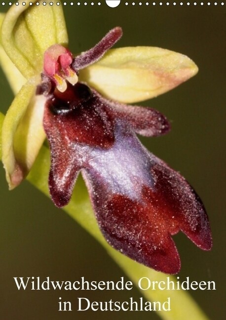 Wildwachsende Orchideen in Deutschland (Wandkalender 2018 DIN A3 hoch) (Calendar)