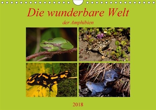 Die wunderbare Welt der Amphibien (Wandkalender 2018 DIN A4 quer) (Calendar)