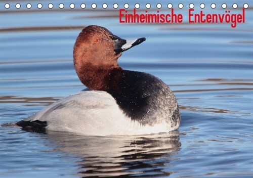 Einheimische Entenvogel (Tischkalender 2018 DIN A5 quer) (Calendar)
