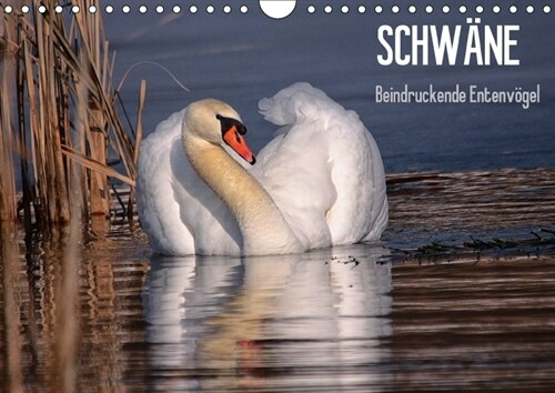 Schwane - Beeindruckende Entenvogel (Wandkalender 2018 DIN A4 quer) Dieser erfolgreiche Kalender wurde dieses Jahr mit gleichen Bildern und aktualisie (Calendar)