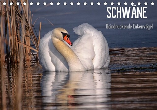 Schwane - Beeindruckende Entenvogel (Tischkalender 2019 DIN A5 quer) (Calendar)