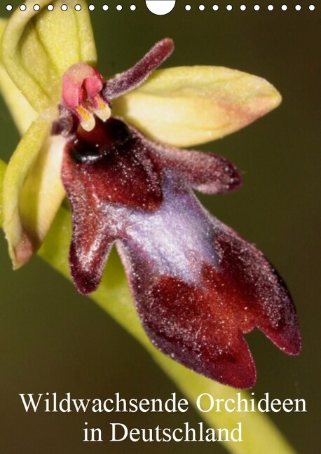 Wildwachsende Orchideen in Deutschland (Wandkalender 2019 DIN A4 hoch) (Calendar)