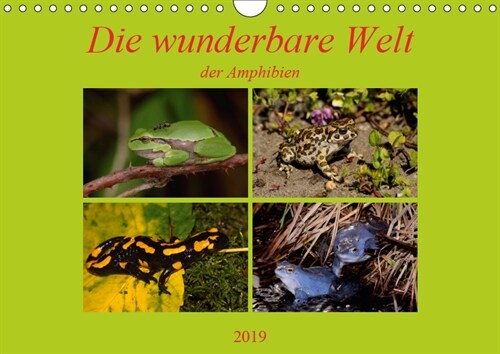 Die wunderbare Welt der Amphibien (Wandkalender 2019 DIN A4 quer) (Calendar)