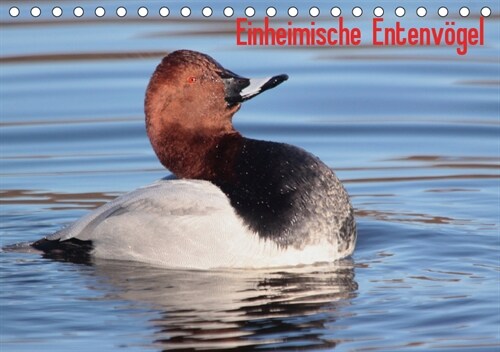 Einheimische Entenvogel (Tischkalender 2019 DIN A5 quer) (Calendar)
