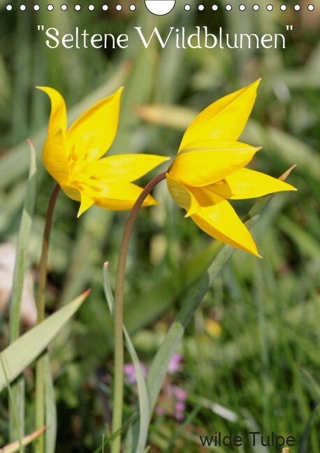 Seltene Wildblumen (Wandkalender 2019 DIN A4 hoch) (Calendar)