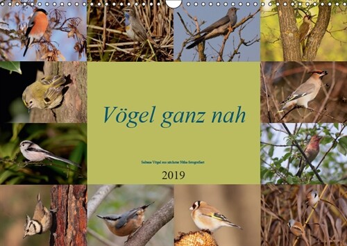 Vogel ganz nah (Wandkalender 2019 DIN A3 quer) (Calendar)