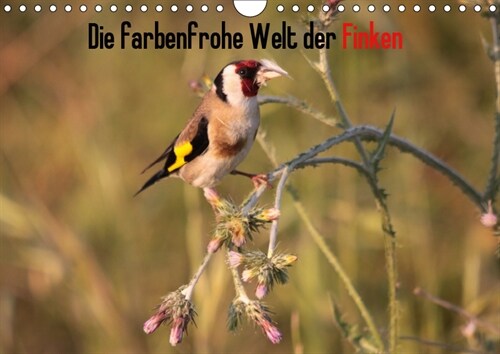 Die farbenfrohe Welt der Finken (Wandkalender 2019 DIN A4 quer) (Calendar)