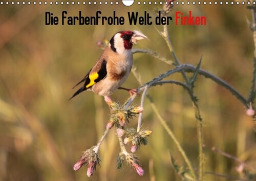 Die farbenfrohe Welt der Finken (Wandkalender 2019 DIN A3 quer) (Calendar)