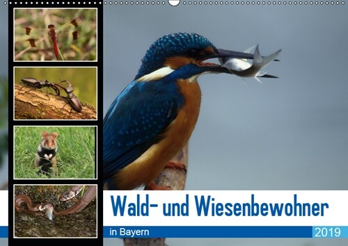 Wald- und Wiesenbewohner in Bayern 2019 (Wandkalender 2019 DIN A2 quer) (Calendar)