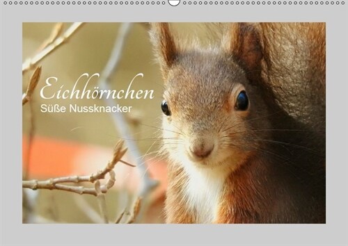 Eichhornchen - Suße Nussknacker (Wandkalender 2019 DIN A2 quer) (Calendar)