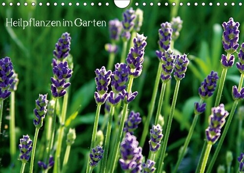 Heilpflanzen im Garten (Wandkalender 2018 DIN A4 quer) (Calendar)