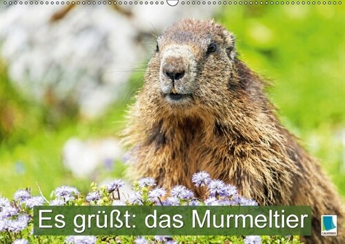 Es grußt: das Murmeltier (Wandkalender 2018 DIN A2 quer) (Calendar)