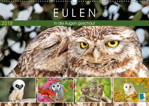 Eulen: In die Augen geschaut (Wandkalender 2018 DIN A2 quer) (Calendar)