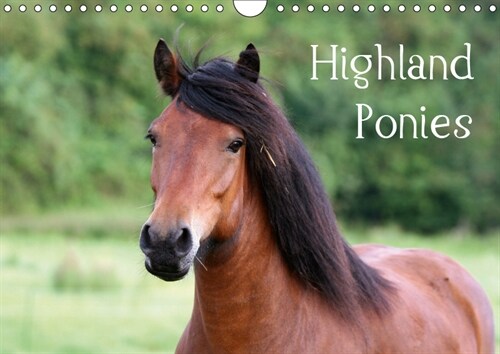 Highland Ponies (Wandkalender 2019 DIN A4 quer) (Calendar)