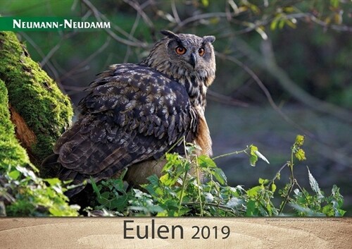 Eulen 2019 (Calendar)