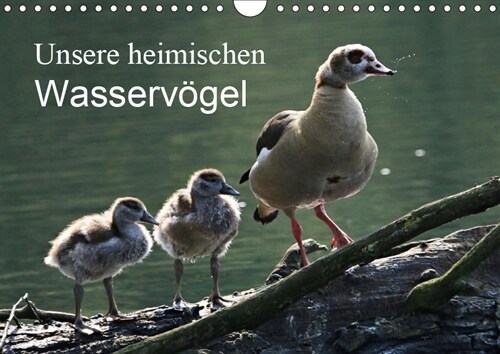 Unsere heimischen Wasservogel (Wandkalender 2019 DIN A4 quer) (Calendar)