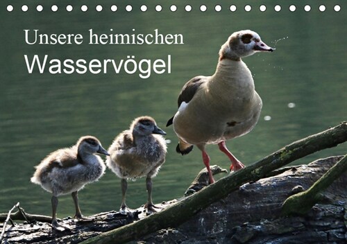 Unsere heimischen Wasservogel (Tischkalender 2019 DIN A5 quer) (Calendar)