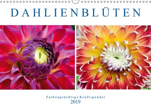 Dahlienbluten - Farbenprachtige Kraftspender (Wandkalender 2019 DIN A3 quer) (Calendar)