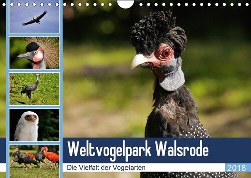 Weltvogelpark Walsrode - Die Vielfalt der Vogelarten (Wandkalender 2018 DIN A4 quer) (Calendar)