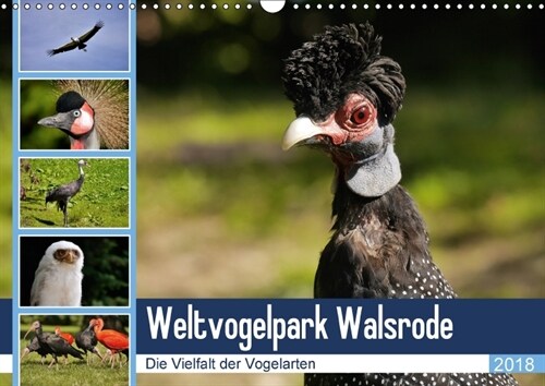 Weltvogelpark Walsrode - Die Vielfalt der Vogelarten (Wandkalender 2018 DIN A3 quer) (Calendar)