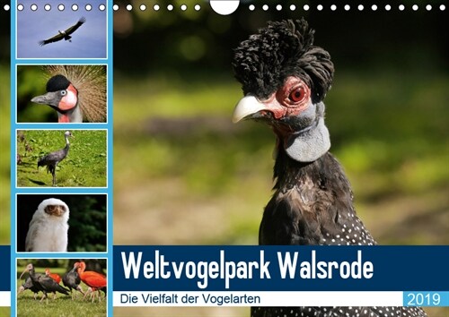 Weltvogelpark Walsrode - Die Vielfalt der Vogelarten (Wandkalender 2019 DIN A4 quer) (Calendar)