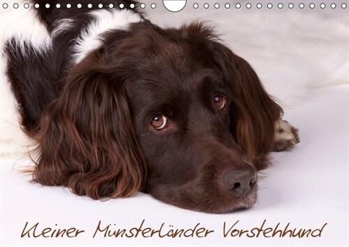 Kleiner Munsterlander Vorstehhund (Wandkalender 2019 DIN A4 quer) (Calendar)