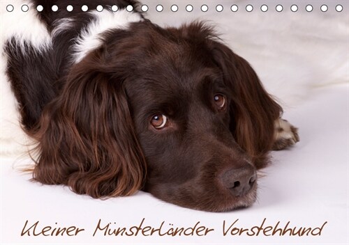 Kleiner Munsterlander Vorstehhund (Tischkalender 2019 DIN A5 quer) (Calendar)