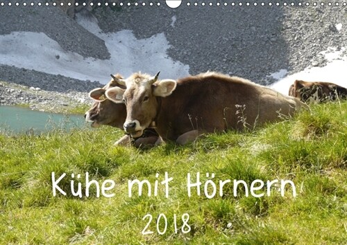 Kuhe mit Hornern (Wandkalender 2018 DIN A3 quer) (Calendar)