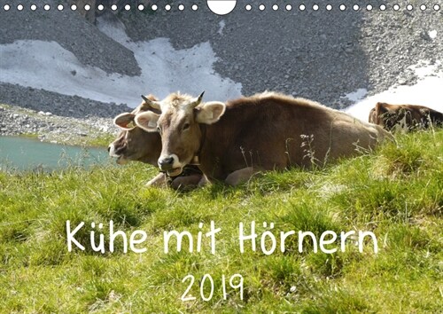 Kuhe mit Hornern (Wandkalender 2019 DIN A4 quer) (Calendar)