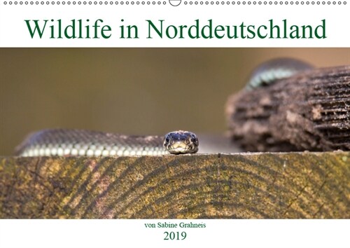 Wildlife in Norddeutschland (Wandkalender 2019 DIN A2 quer) (Calendar)