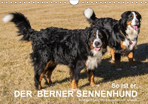 So ist er. Der Berner Sennenhund (Wandkalender 2019 DIN A4 quer) (Calendar)