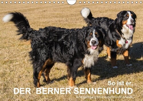 So ist er. Der Berner Sennenhund (Wandkalender 2018 DIN A4 quer) (Calendar)