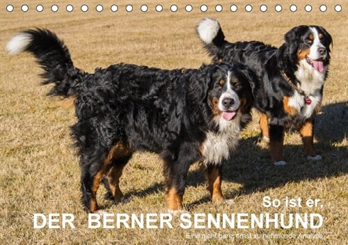 So ist er. Der Berner Sennenhund (Tischkalender 2018 DIN A5 quer) (Calendar)