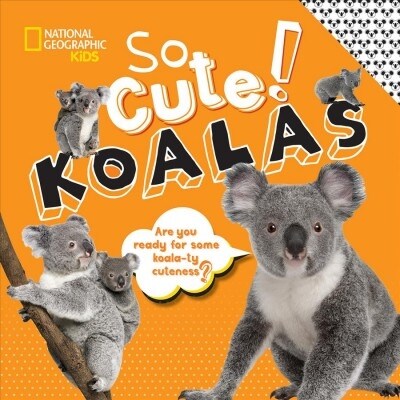 So Cute!: Koalas (Hardcover)