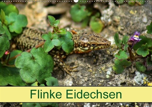 Flinke Eidechsen (Wandkalender 2018 DIN A2 quer) (Calendar)