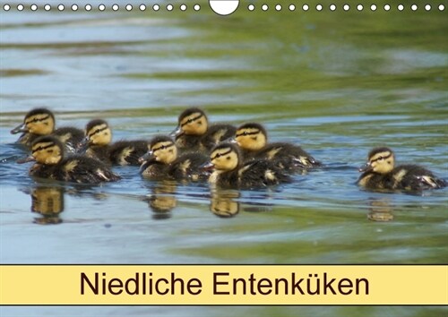 Niedliche Entenkuken (Wandkalender 2018 DIN A4 quer) (Calendar)