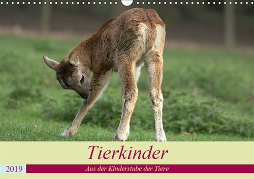 Tierkinder - Aus der Kinderstube der Tiere (Wandkalender 2019 DIN A3 quer) (Calendar)