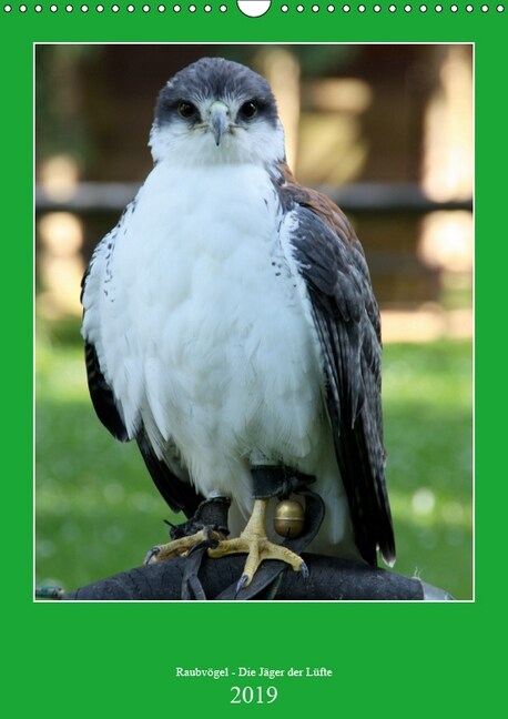 Raubvogel - Die Jager der Lufte (Wandkalender 2019 DIN A3 hoch) (Calendar)