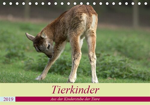 Tierkinder - Aus der Kinderstube der Tiere (Tischkalender 2019 DIN A5 quer) (Calendar)