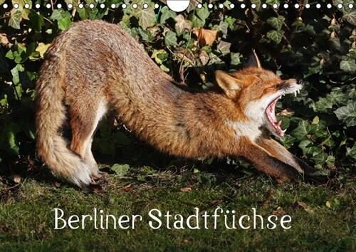 Berliner Stadtfuchse (Wandkalender 2018 DIN A4 quer) Dieser erfolgreiche Kalender wurde dieses Jahr mit gleichen Bildern und aktualisiertem Kalendariu (Calendar)