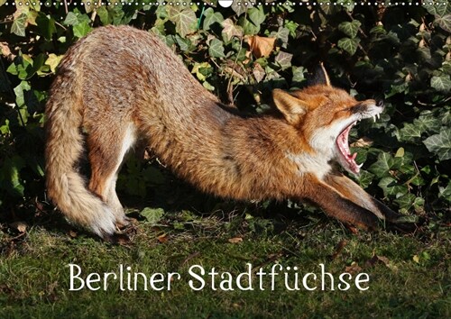 Berliner Stadtfuchse (Wandkalender 2019 DIN A2 quer) (Calendar)