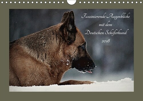 Faszinierende Augenblicke mit dem Deutschen Schaferhund (Wandkalender 2018 DIN A4 quer) (Calendar)