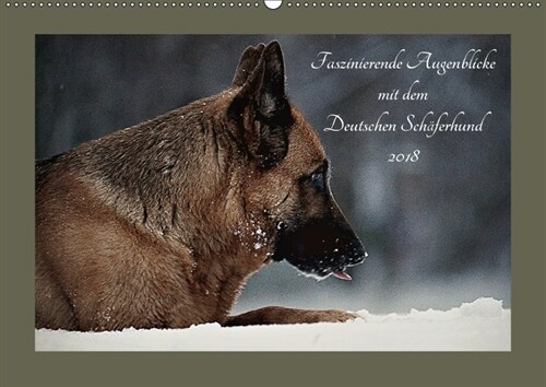 Faszinierende Augenblicke mit dem Deutschen Schaferhund (Wandkalender 2018 DIN A2 quer) (Calendar)