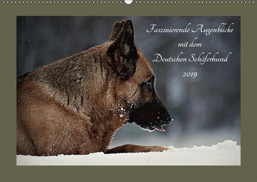 Faszinierende Augenblicke mit dem Deutschen Schaferhund (Wandkalender 2019 DIN A2 quer) (Calendar)