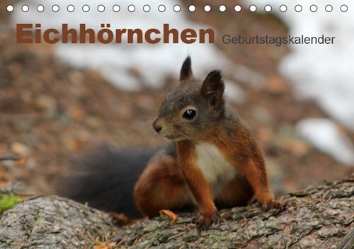 Eichhornchen/Geburtstagskalender (Tischkalender 2019 DIN A5 quer) (Calendar)